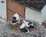 Capi_Dubne_20250704_065003.jpg