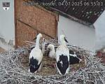 Capi_Dubne_20250704_065503.jpg