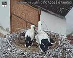 Capi_Dubne_20250704_070003.jpg