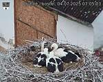 Capi_Dubne_20250704_070503.jpg