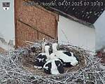 Capi_Dubne_20250704_071003.jpg