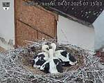 Capi_Dubne_20250704_071503.jpg