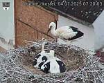 Capi_Dubne_20250704_072003.jpg