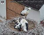 Capi_Dubne_20250704_072503.jpg