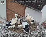 Capi_Dubne_20250704_073003.jpg