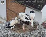 Capi_Dubne_20250704_073503.jpg