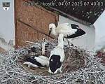Capi_Dubne_20250704_074003.jpg