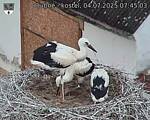 Capi_Dubne_20250704_074503.jpg
