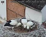 Capi_Dubne_20250704_075003.jpg