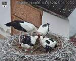 Capi_Dubne_20250704_080002.jpg