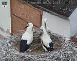 Capi_Dubne_20250704_080503.jpg