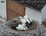 Capi_Dubne_20250704_081503.jpg