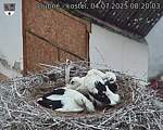 Capi_Dubne_20250704_082003.jpg