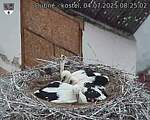 Capi_Dubne_20250704_082502.jpg