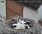 Capi_Dubne_20250704_083002.jpg