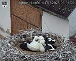 Capi_Dubne_20250704_083503.jpg