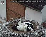 Capi_Dubne_20250704_084003.jpg