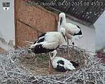 Capi_Dubne_20250704_084503.jpg