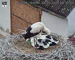 Capi_Dubne_20250704_085003.jpg
