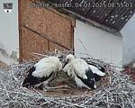 Capi_Dubne_20250704_085503.jpg