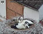 Capi_Dubne_20250704_090003.jpg
