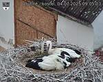 Capi_Dubne_20250704_090503.jpg