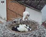 Capi_Dubne_20250704_091003.jpg