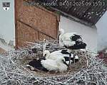 Capi_Dubne_20250704_091503.jpg