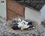 Capi_Dubne_20250704_092002.jpg