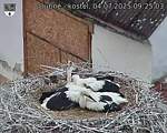 Capi_Dubne_20250704_092503.jpg