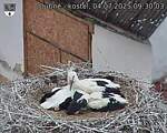 Capi_Dubne_20250704_093003.jpg