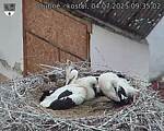 Capi_Dubne_20250704_093502.jpg