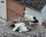Capi_Dubne_20250704_094003.jpg