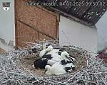 Capi_Dubne_20250704_095002.jpg