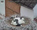 Capi_Dubne_20250704_095503.jpg