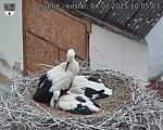 Capi_Dubne_20250704_100503.jpg