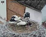 Capi_Dubne_20250704_101002.jpg