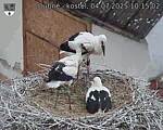 Capi_Dubne_20250704_101502.jpg