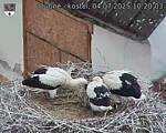 Capi_Dubne_20250704_102003.jpg