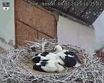 Capi_Dubne_20250704_102502.jpg