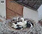 Capi_Dubne_20250704_103503.jpg