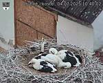 Capi_Dubne_20250704_104002.jpg