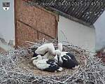 Capi_Dubne_20250704_104503.jpg