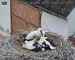 Capi_Dubne_20250704_105003.jpg