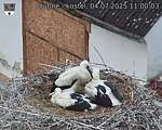 Capi_Dubne_20250704_110003.jpg