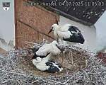 Capi_Dubne_20250704_110503.jpg