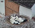 Capi_Dubne_20250704_111003.jpg