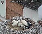 Capi_Dubne_20250704_111502.jpg