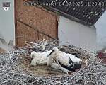 Capi_Dubne_20250704_112003.jpg
