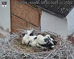 Capi_Dubne_20250704_112502.jpg
